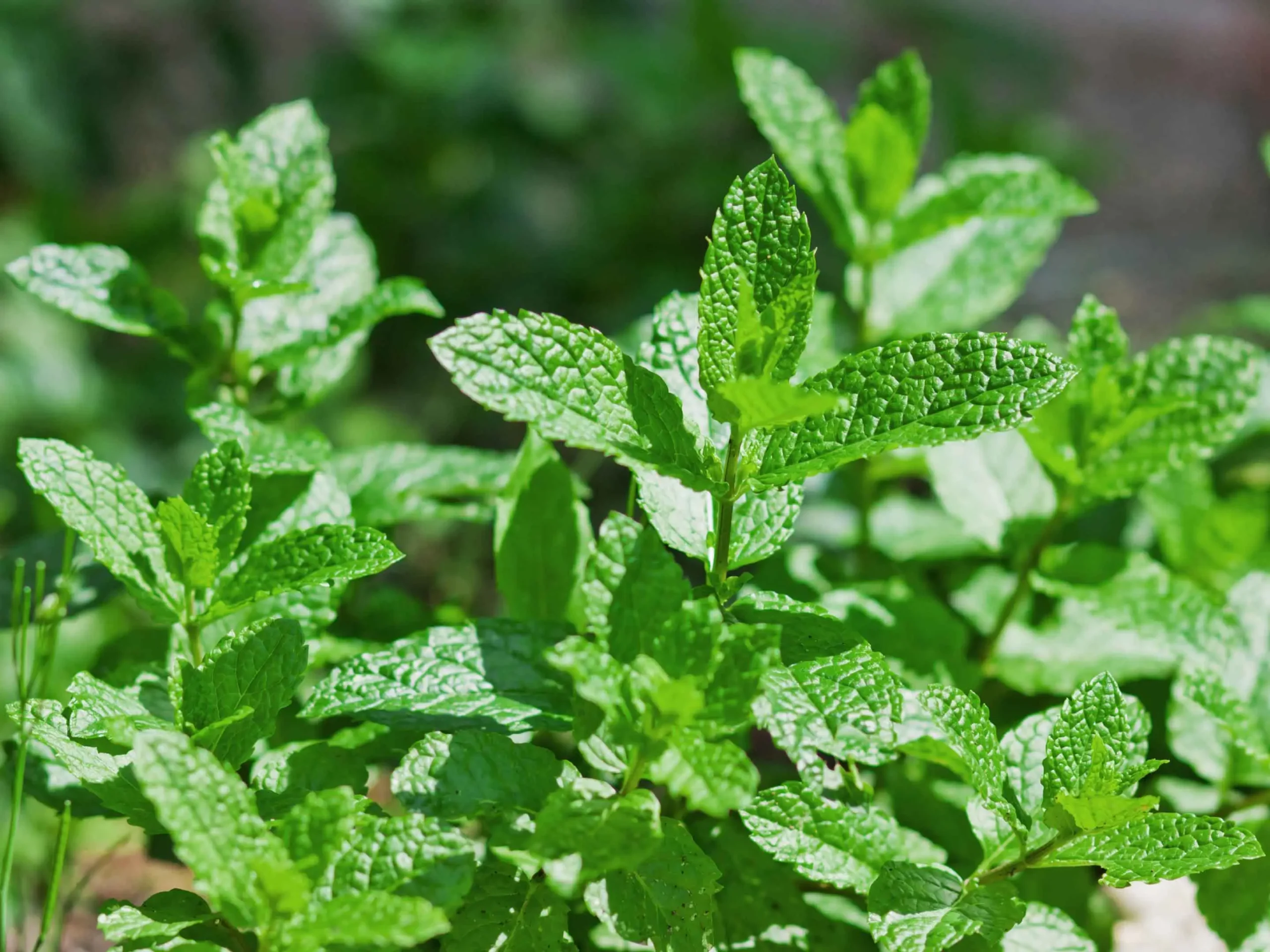 Vuoi menta fresca tutto l'anno? Ecco la tecnica per coltivarla in casa Vuoi menta fresca tutto l'anno? Ecco la tecnica per coltivarla in casa