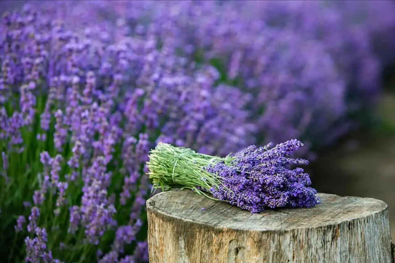 La lavanda spontanea: cresce senza cure e attira api e farfalle tutto l’anno La lavanda spontanea: cresce senza cure e attira api e farfalle tutto l’anno