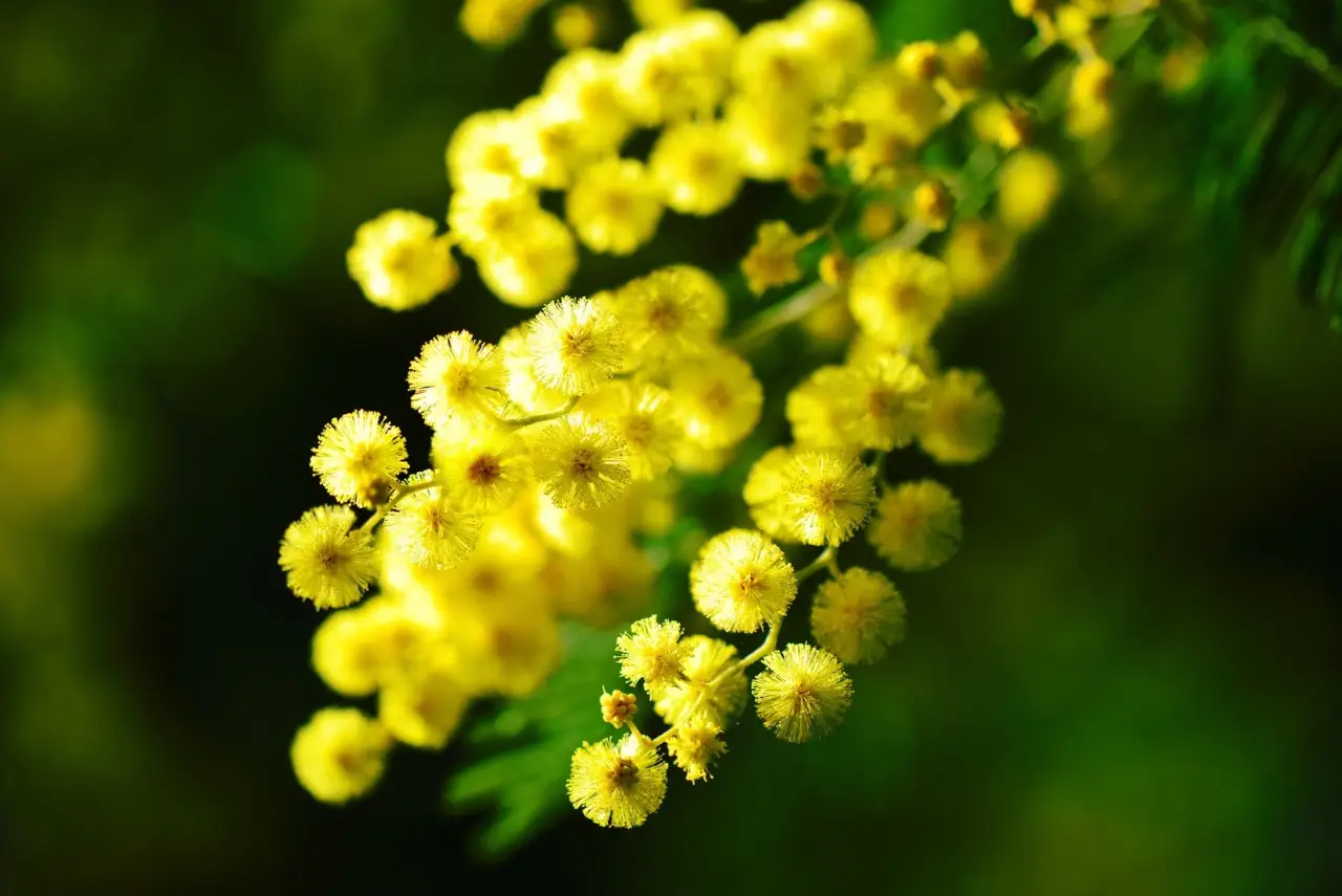 Un angolo verde con la santolina: resistente alla siccità e amata dagli insetti utili Un angolo verde con la santolina: resistente alla siccità e amata dagli insetti utili