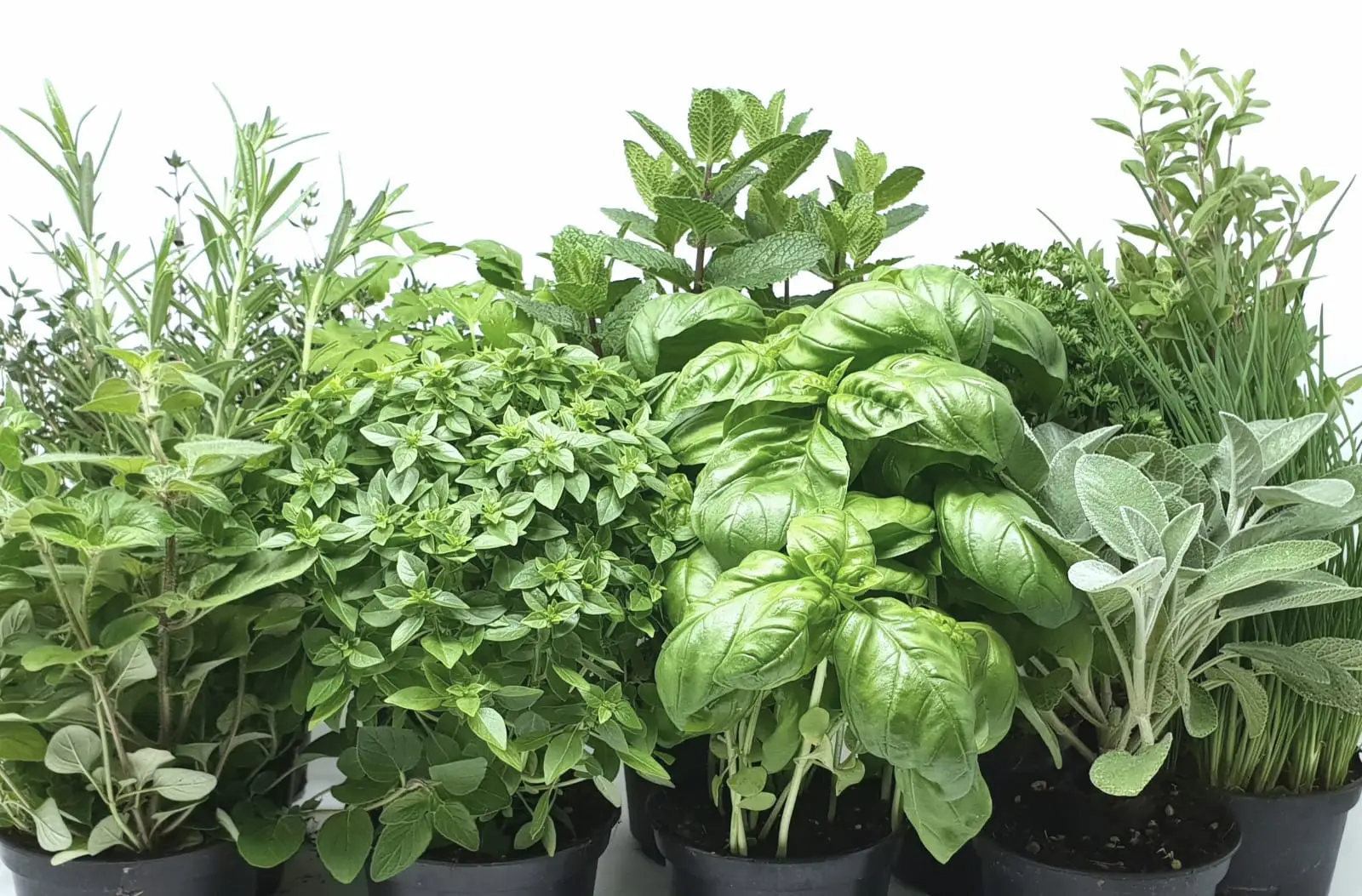 Come sfruttare le erbe aromatiche in giardino che resistono al caldo e richiamano farfalle Come sfruttare le erbe aromatiche in giardino che resistono al caldo e richiamano farfalle