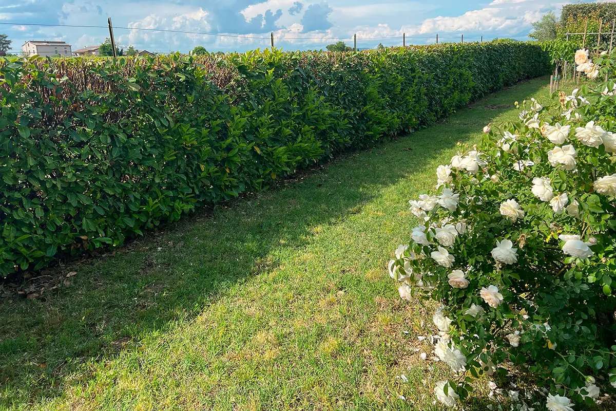 Valorizza il tuo spazio esterno con siepi resistenti e fioriture prolungate senza acqua Valorizza il tuo spazio esterno con siepi resistenti e fioriture prolungate senza acqua