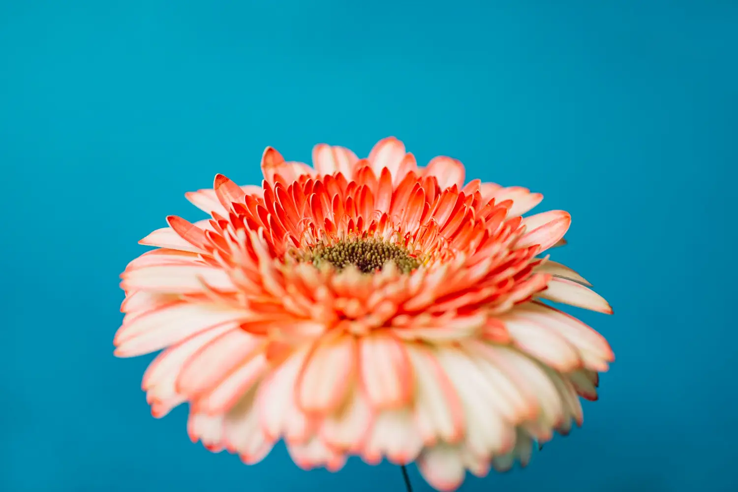 Il fiore resistente che colora giardini e balconi: facile da coltivare subito