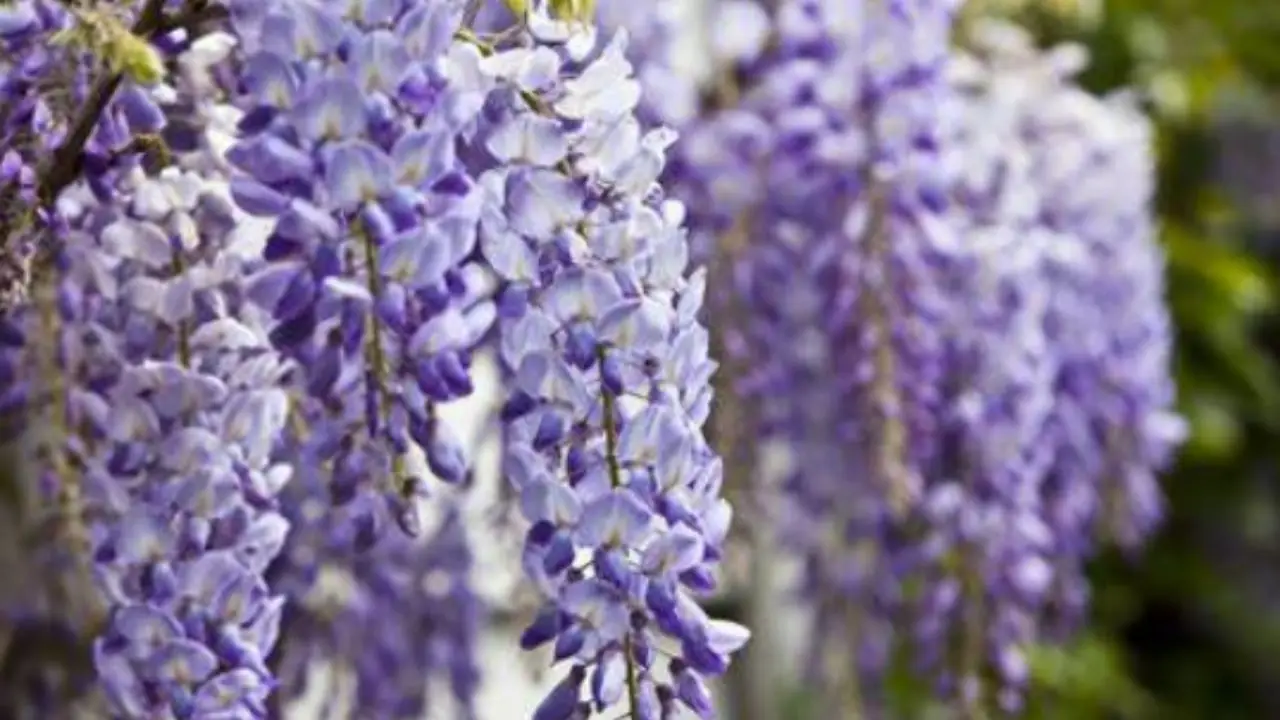 La pianta rampicante che purifica l’aria: ideale per chi vive in città