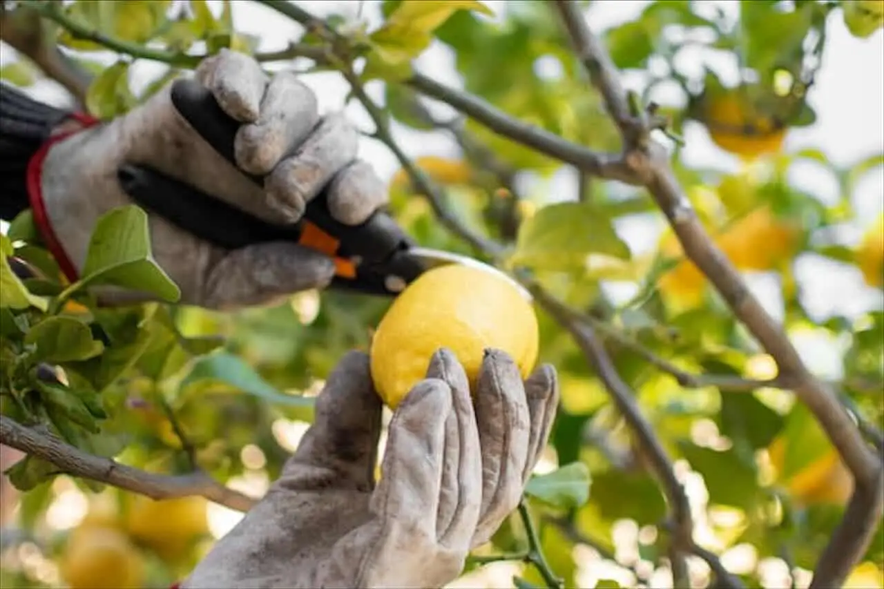 Attenzione agli agrumi nel giardino: perché possono favorire la presenza dei topi