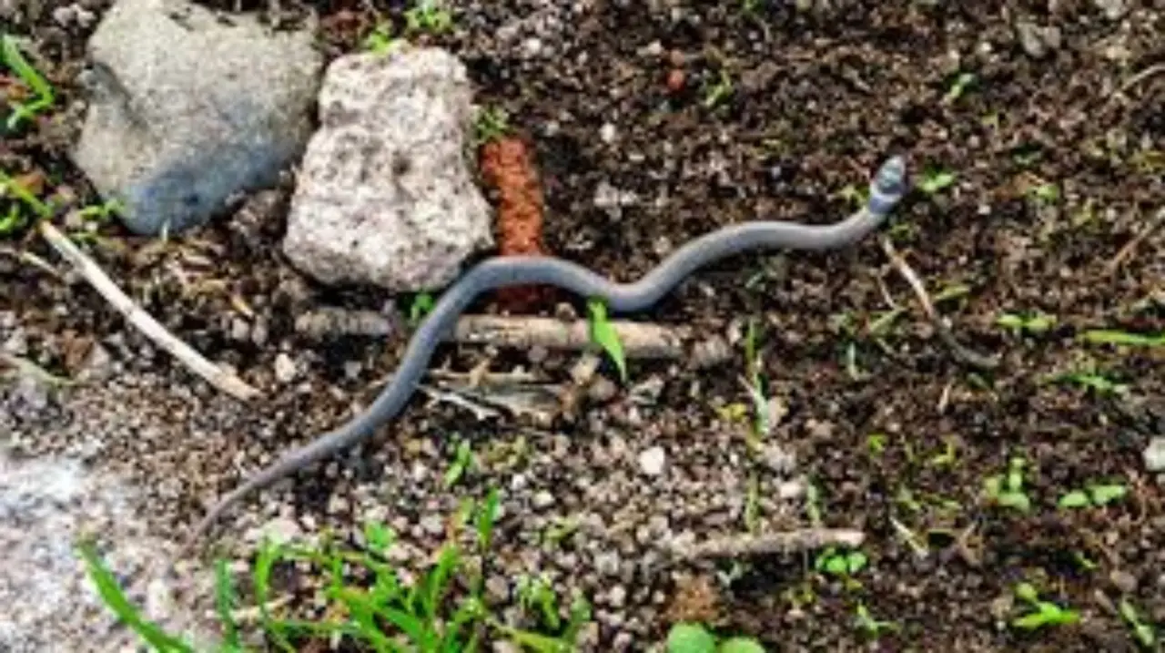 Sai quali piante ornamentali aumentano il rischio di trovare rettili in terrazzo?