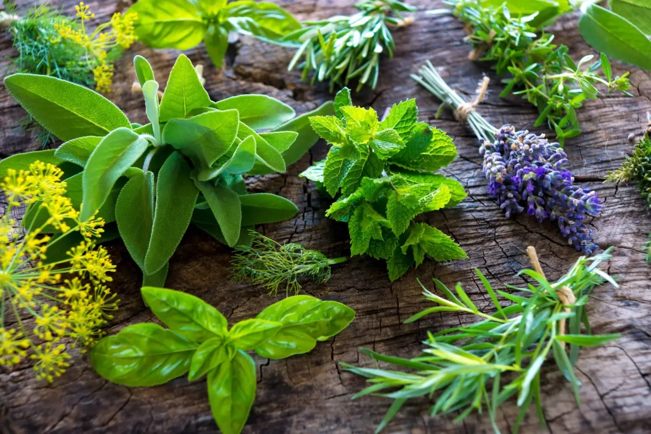 Sai quali piante aromatiche sono preferite dai rettili? Attenzione in terrazzo Sai quali piante aromatiche sono preferite dai rettili? Attenzione in terrazzo