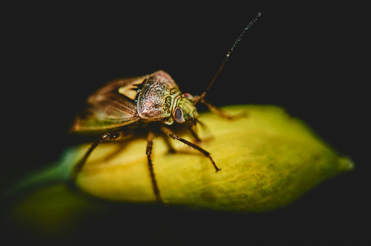 Attenzione a queste piante ornamentali che facilitano la presenza di insetti in casa Attenzione a queste piante ornamentali che facilitano la presenza di insetti in casa