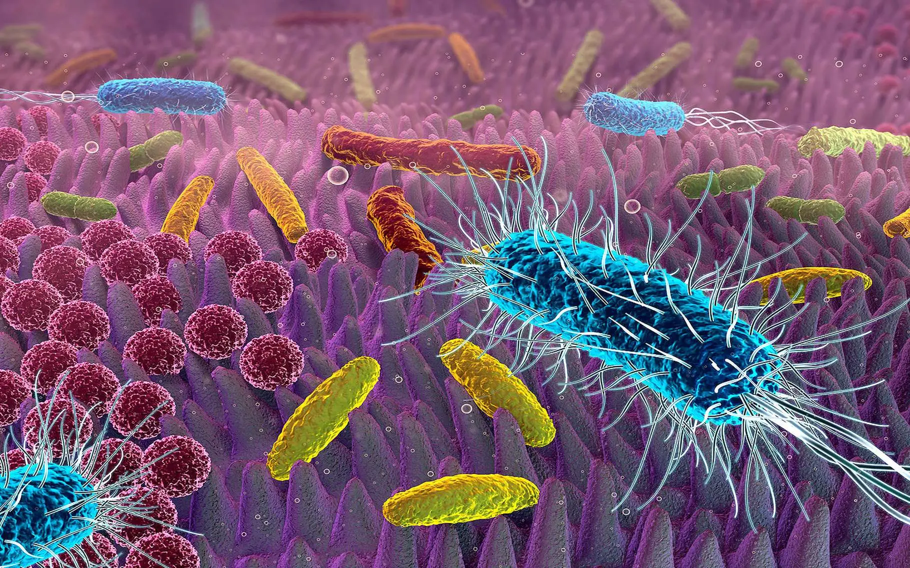 Come eliminare i batteri: metodi naturali e scientifici per proteggere la salute quotidiana Come eliminare i batteri: metodi naturali e scientifici per proteggere la salute quotidiana