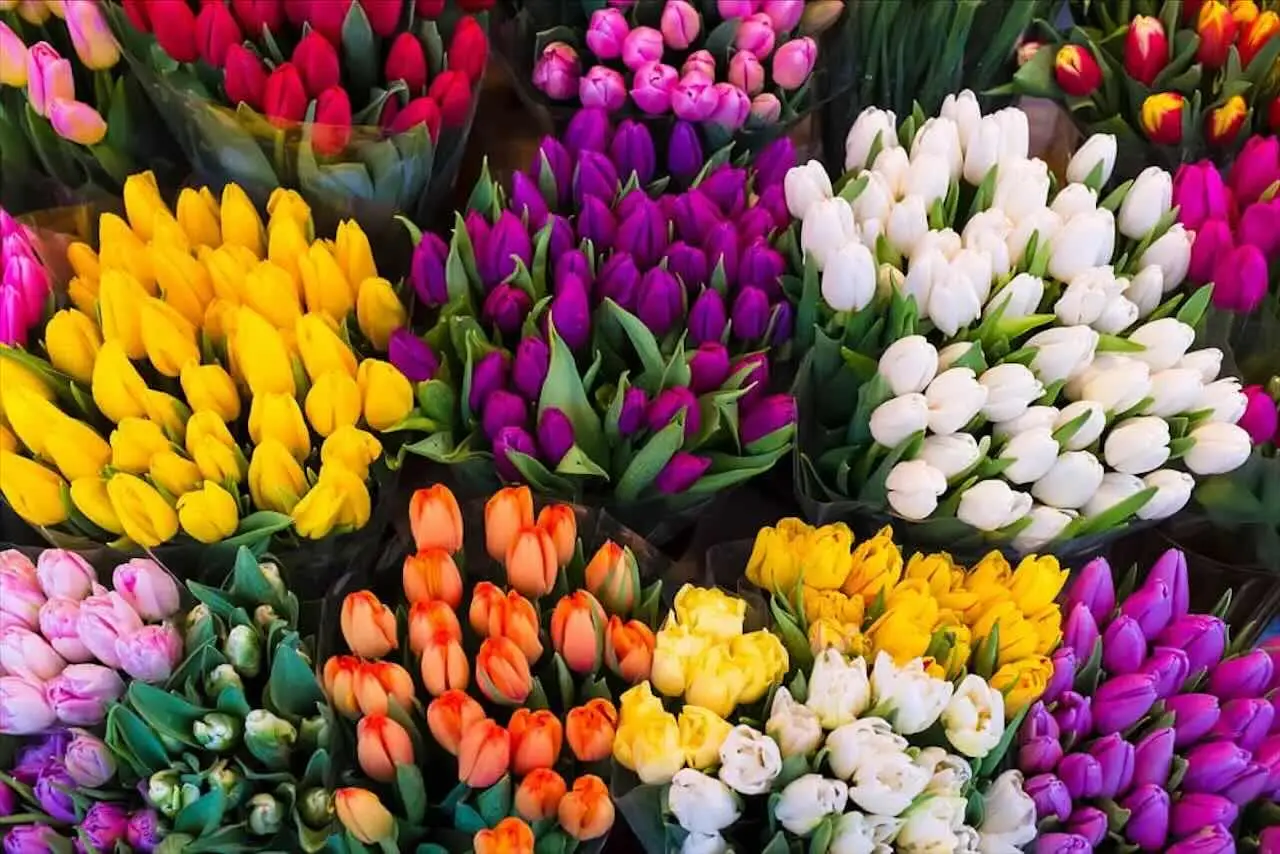 Fiori estivi per matrimoni: le migliori scelte per celebrare tra giugno e agosto Fiori estivi per matrimoni: le migliori scelte per celebrare tra giugno e agosto