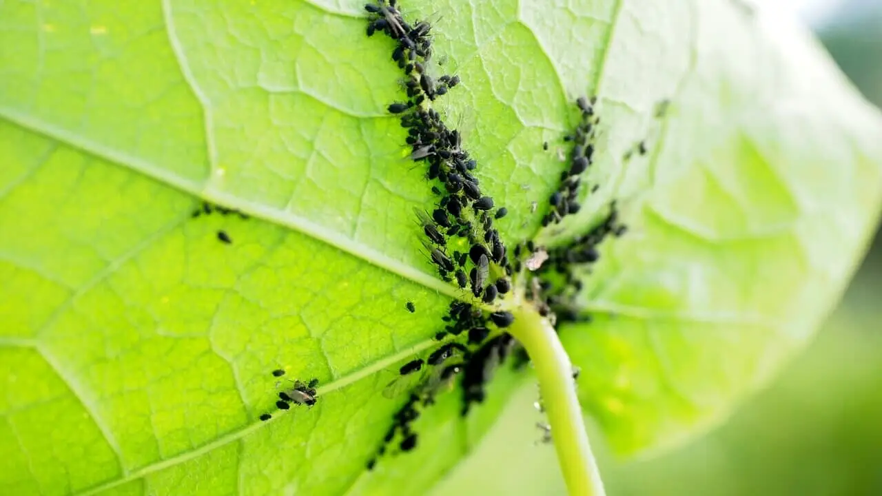 Cosa sono i puntini neri sotto le foglie delle piante? Scopri cause, significato e come intervenire Cosa sono i puntini neri sotto le foglie delle piante? Scopri cause, significato e come intervenire