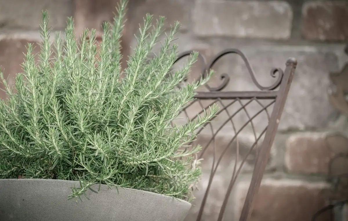 Tre trucchi per un rosmarino sempre profumato sul balcone anche d'inverno Tre trucchi per un rosmarino sempre profumato sul balcone anche d'inverno