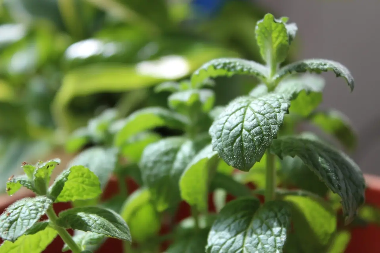 Vuoi menta fresca tutto l'anno? Ecco la tecnica per coltivarla in casa Vuoi menta fresca tutto l'anno? Ecco la tecnica per coltivarla in casa