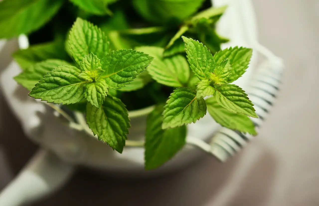 Vuoi menta fresca tutto l'anno? Ecco la tecnica per coltivarla in casa Vuoi menta fresca tutto l'anno? Ecco la tecnica per coltivarla in casa