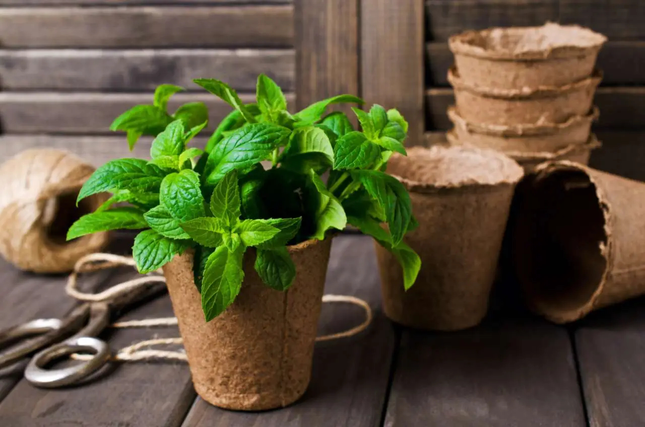 Vuoi menta fresca tutto l'anno? Ecco la tecnica per coltivarla in casa Vuoi menta fresca tutto l'anno? Ecco la tecnica per coltivarla in casa