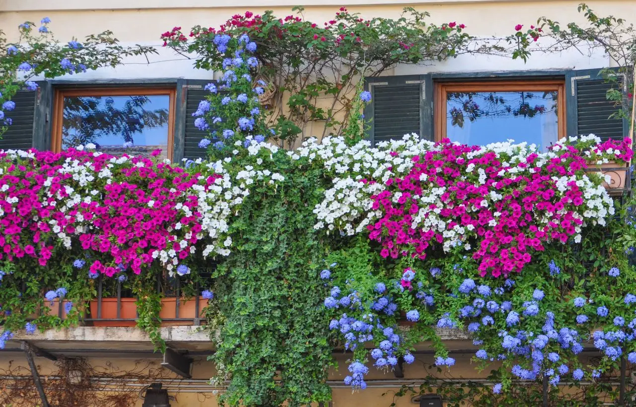 Coltivare fiori resistenti alla siccità: trasformazione facile del balcone urbano Coltivare fiori resistenti alla siccità: trasformazione facile del balcone urbano