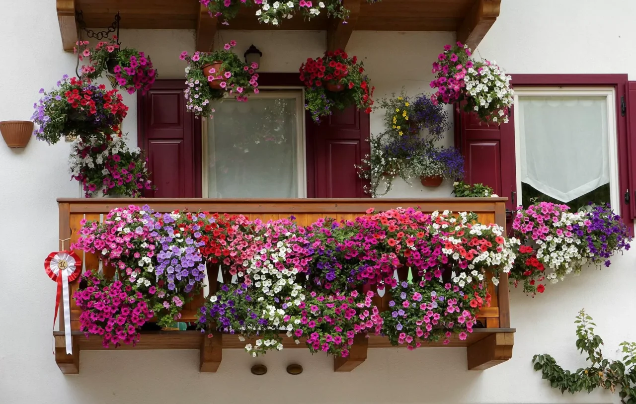 Coltivare fiori resistenti alla siccità: trasformazione facile del balcone urbano Coltivare fiori resistenti alla siccità: trasformazione facile del balcone urbano