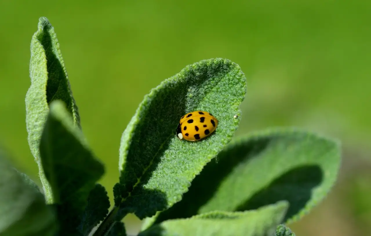 Allontana gli insetti in tre mosse: ecco cosa fare in giardino Allontana gli insetti in tre mosse: ecco cosa fare in giardino