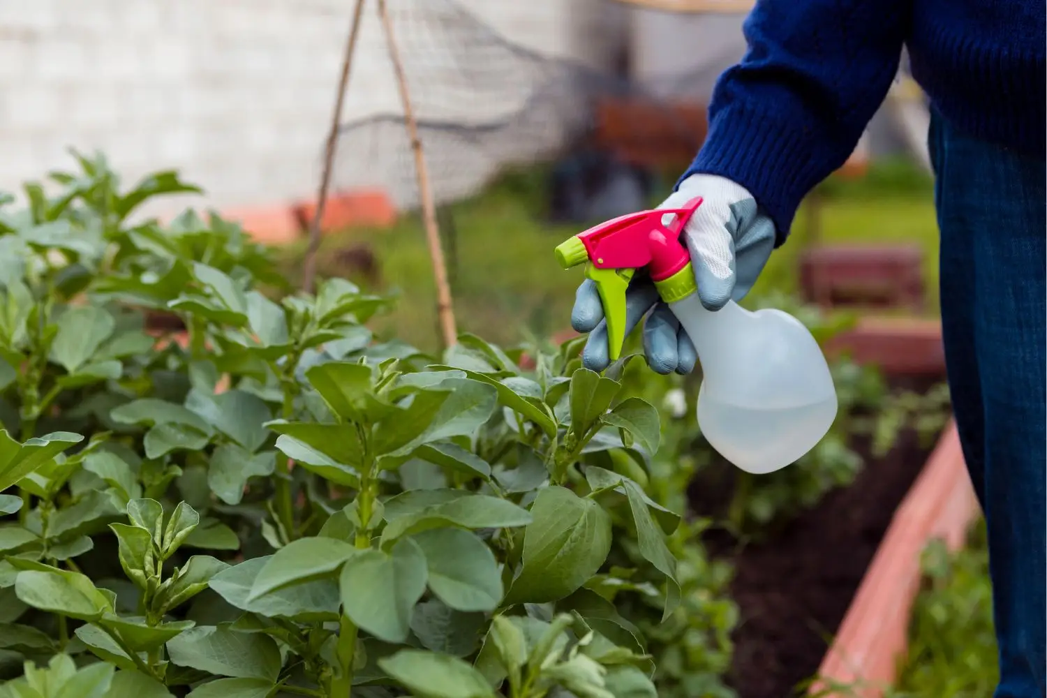 Allontana gli insetti in tre mosse: ecco cosa fare in giardino Allontana gli insetti in tre mosse: ecco cosa fare in giardino