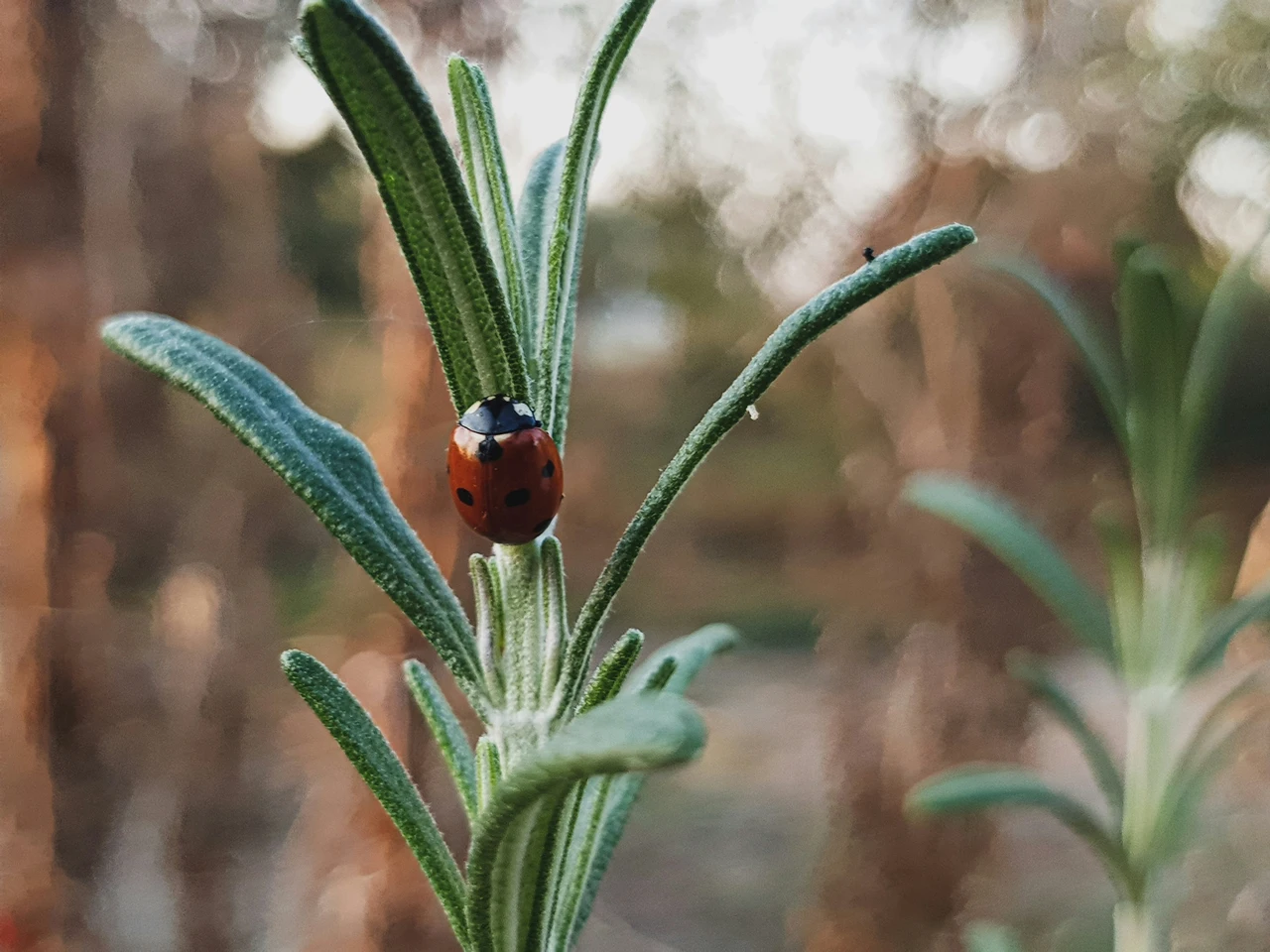 Allontana gli insetti in tre mosse: ecco cosa fare in giardino Allontana gli insetti in tre mosse: ecco cosa fare in giardino