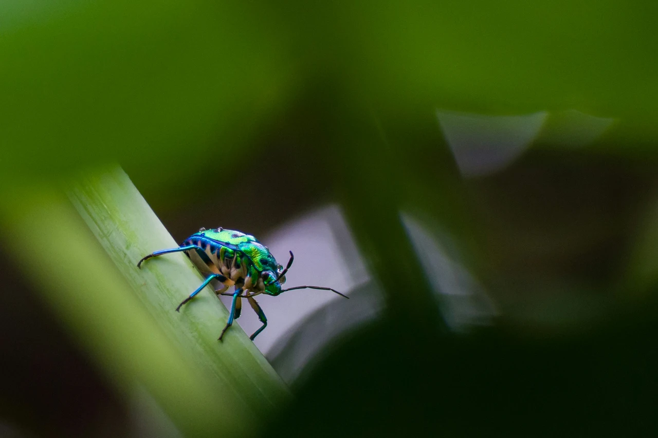 Allontana gli insetti in tre mosse: ecco cosa fare in giardino Allontana gli insetti in tre mosse: ecco cosa fare in giardino