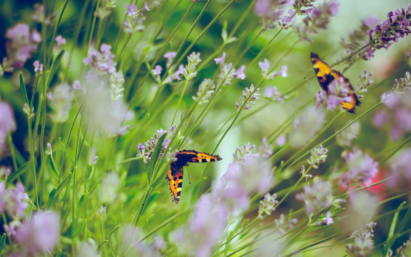 La lavanda spontanea: cresce senza cure e attira api e farfalle tutto l’anno La lavanda spontanea: cresce senza cure e attira api e farfalle tutto l’anno