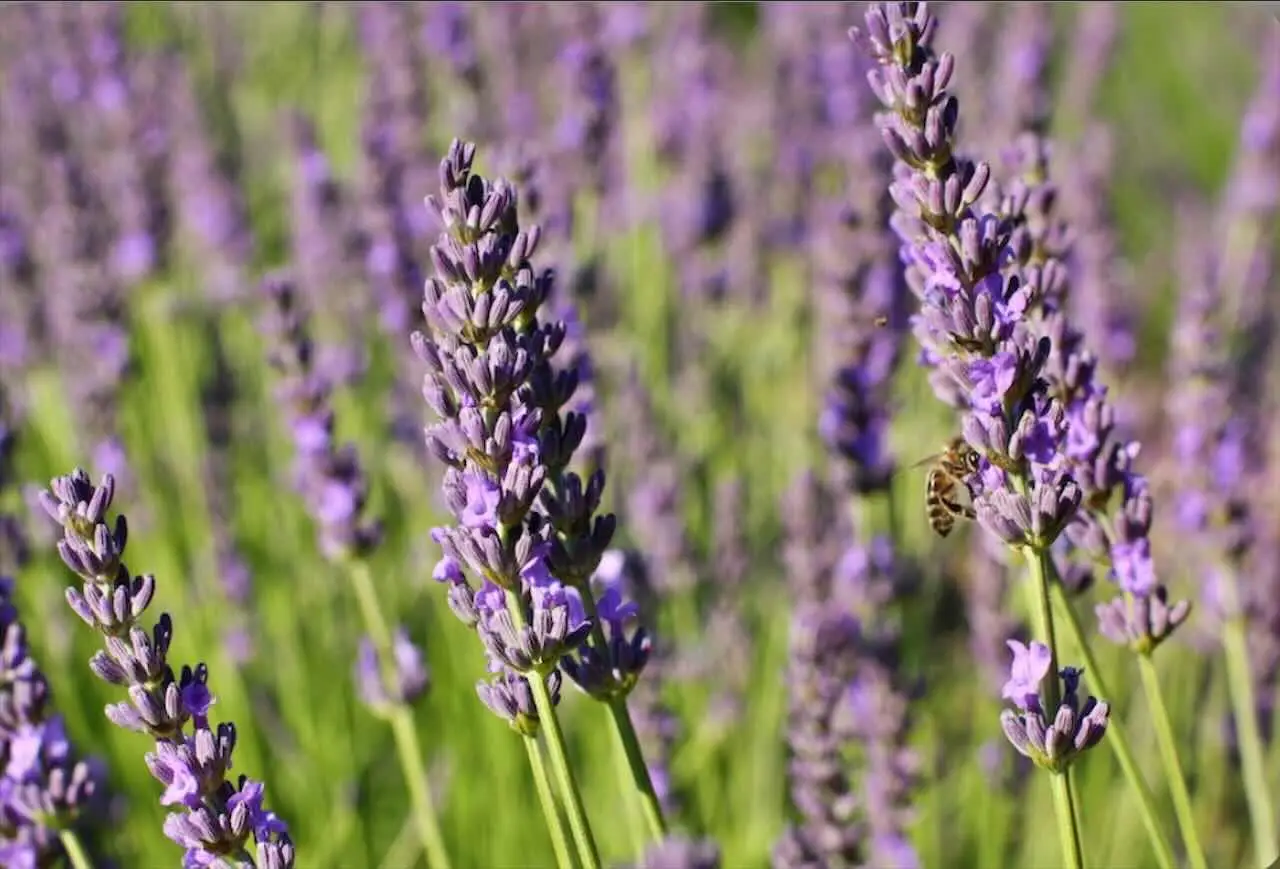 La lavanda spontanea: cresce senza cure e attira api e farfalle tutto l’anno La lavanda spontanea: cresce senza cure e attira api e farfalle tutto l’anno