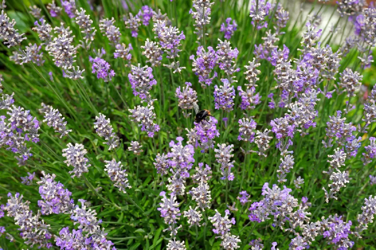 La lavanda spontanea: cresce senza cure e attira api e farfalle tutto l’anno La lavanda spontanea: cresce senza cure e attira api e farfalle tutto l’anno
