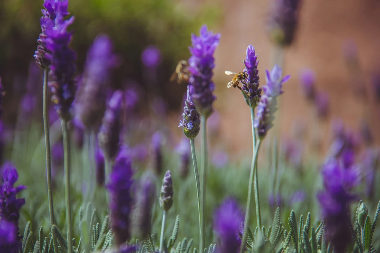 La lavanda spontanea: cresce senza cure e attira api e farfalle tutto l’anno La lavanda spontanea: cresce senza cure e attira api e farfalle tutto l’anno