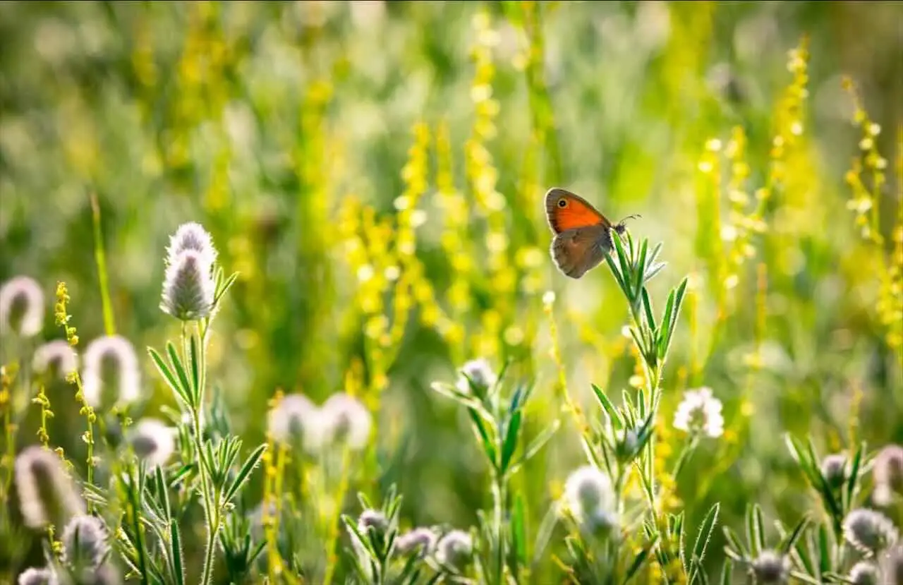 Un angolo verde con la santolina: resistente alla siccità e amata dagli insetti utili Un angolo verde con la santolina: resistente alla siccità e amata dagli insetti utili