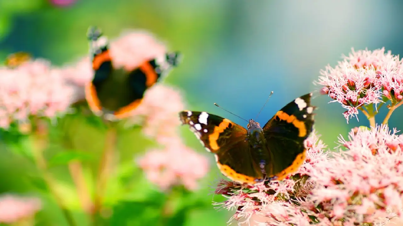 Come sfruttare le erbe aromatiche in giardino che resistono al caldo e richiamano farfalle Come sfruttare le erbe aromatiche in giardino che resistono al caldo e richiamano farfalle