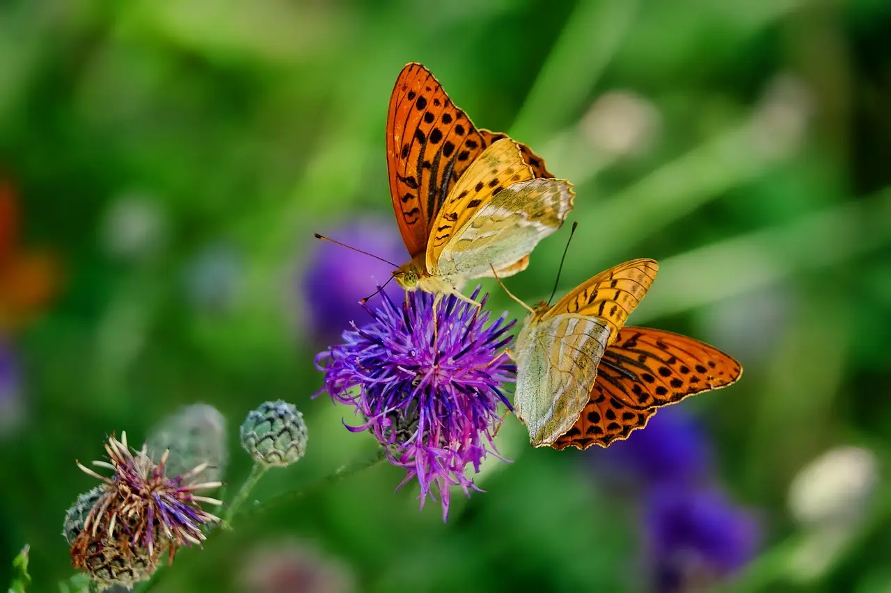 Come sfruttare le erbe aromatiche in giardino che resistono al caldo e richiamano farfalle Come sfruttare le erbe aromatiche in giardino che resistono al caldo e richiamano farfalle