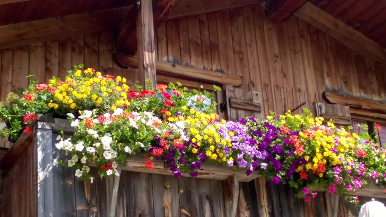 Trasforma il tuo balcone in rifugio per farfalle con piante rustiche senza irrigazione Trasforma il tuo balcone in rifugio per farfalle con piante rustiche senza irrigazione