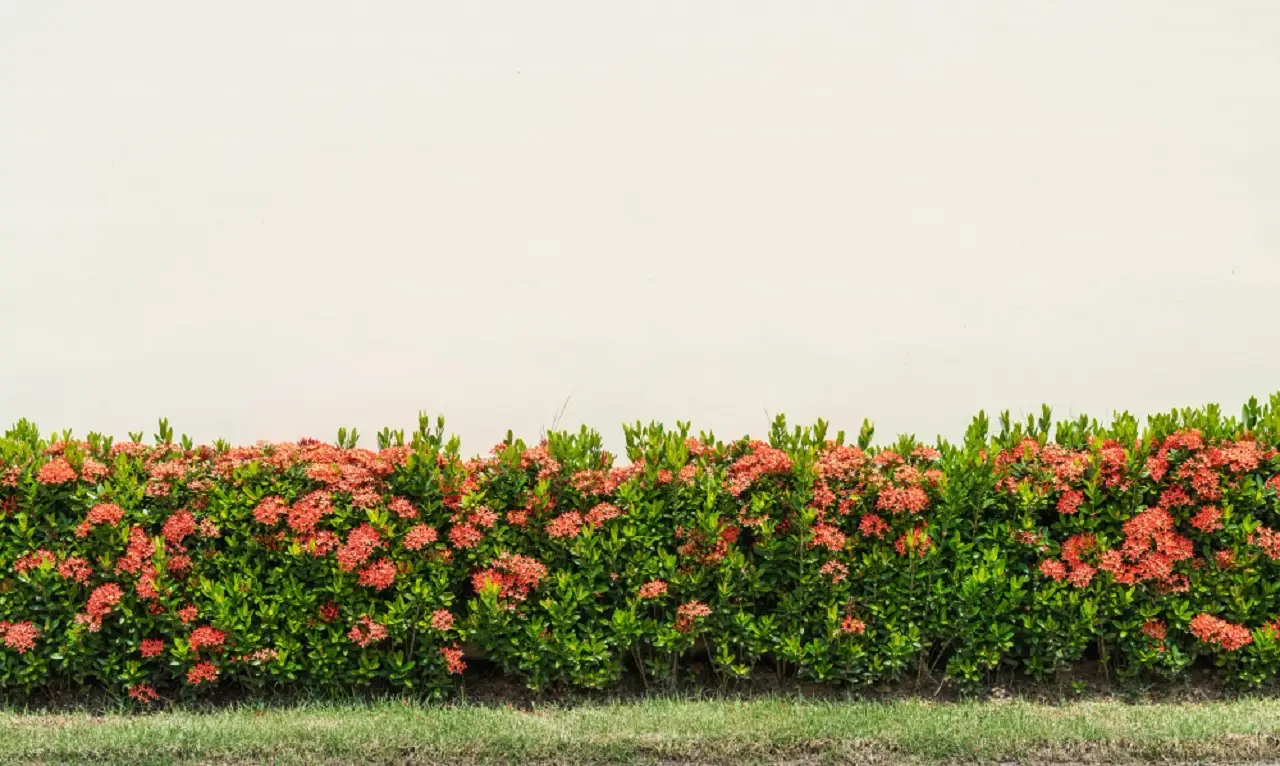 Valorizza il tuo spazio esterno con siepi resistenti e fioriture prolungate senza acqua Valorizza il tuo spazio esterno con siepi resistenti e fioriture prolungate senza acqua
