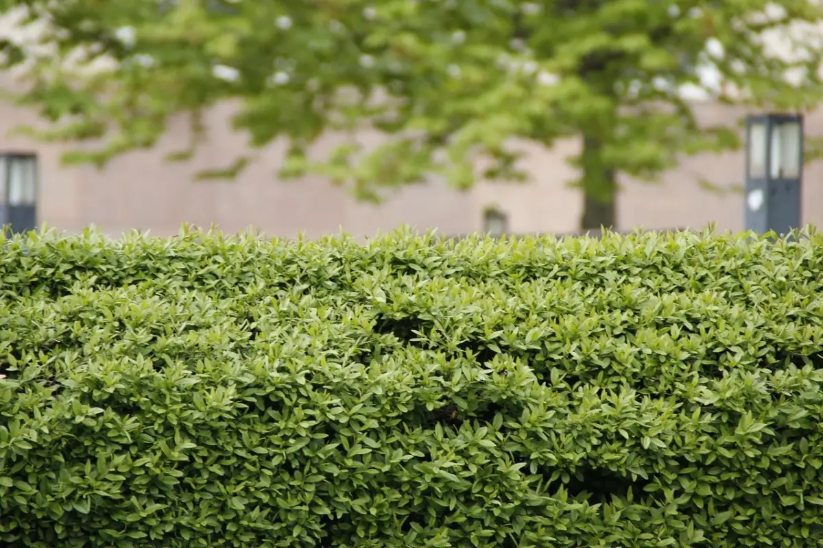 Valorizza il tuo spazio esterno con siepi resistenti e fioriture prolungate senza acqua Valorizza il tuo spazio esterno con siepi resistenti e fioriture prolungate senza acqua