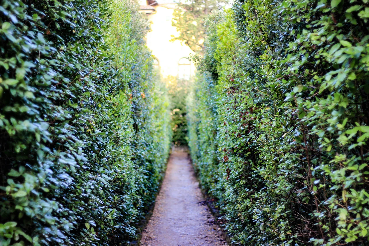 Valorizza il tuo spazio esterno con siepi resistenti e fioriture prolungate senza acqua Valorizza il tuo spazio esterno con siepi resistenti e fioriture prolungate senza acqua
