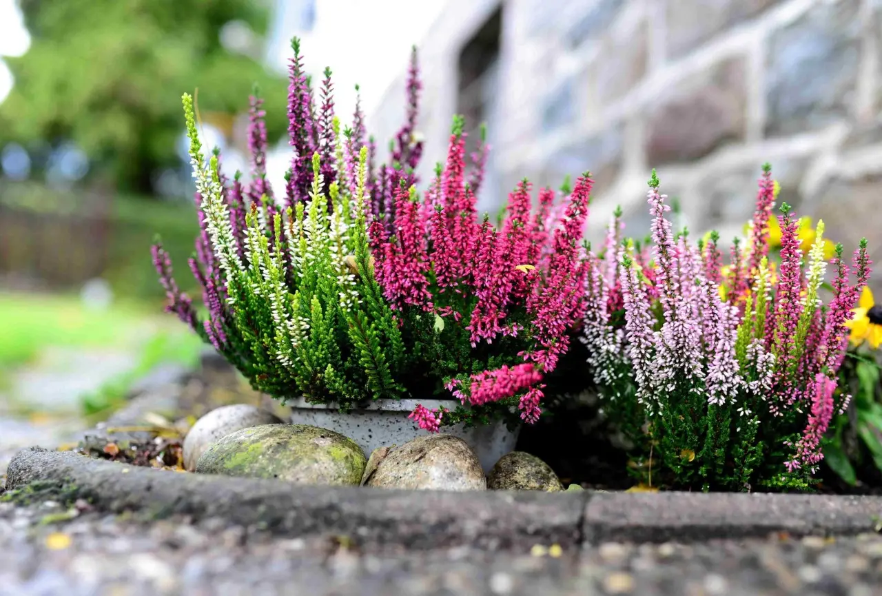 Il fiore resistente che colora giardini e balconi: facile da coltivare subito Il fiore resistente che colora giardini e balconi: facile da coltivare subito