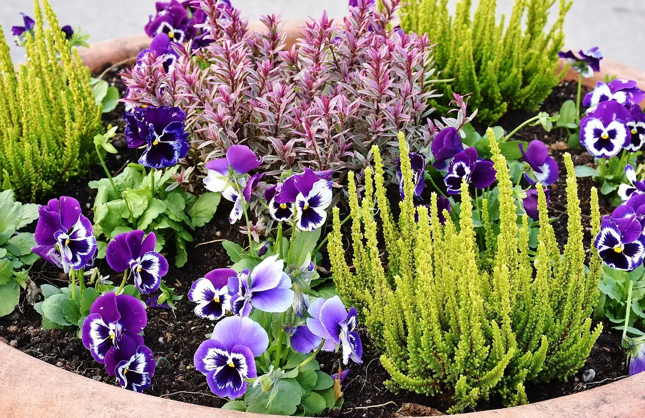 Il fiore resistente che colora giardini e balconi: facile da coltivare subito Il fiore resistente che colora giardini e balconi: facile da coltivare subito