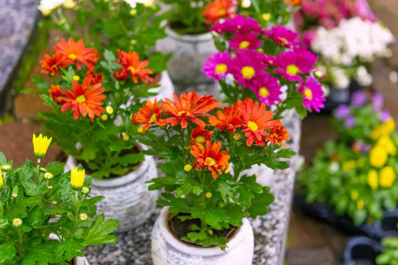 Il fiore resistente che colora giardini e balconi: facile da coltivare subito Il fiore resistente che colora giardini e balconi: facile da coltivare subito