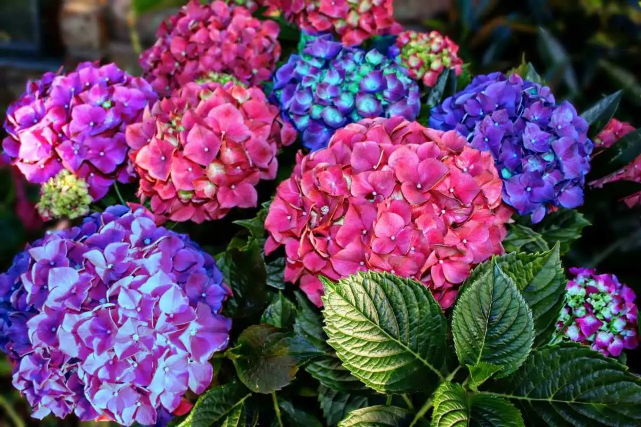 Come mantenere le ortensie colorate anche all’ombra durante tutta la stagione Come mantenere le ortensie colorate anche all’ombra durante tutta la stagione