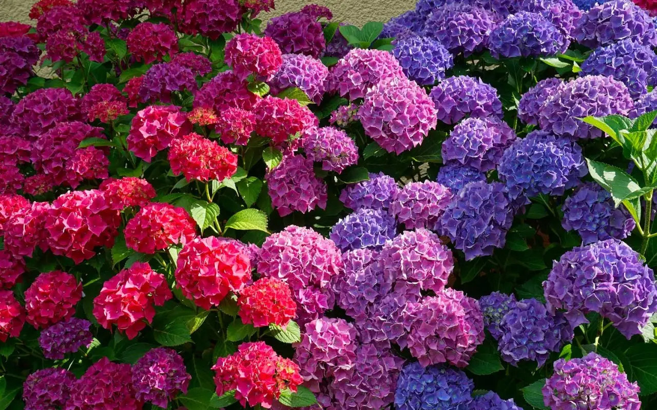 Come mantenere le ortensie colorate anche all’ombra durante tutta la stagione Come mantenere le ortensie colorate anche all’ombra durante tutta la stagione