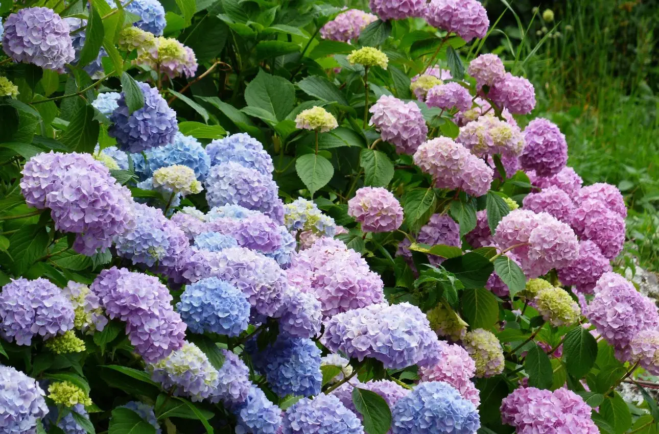 Come mantenere le ortensie colorate anche all’ombra durante tutta la stagione Come mantenere le ortensie colorate anche all’ombra durante tutta la stagione