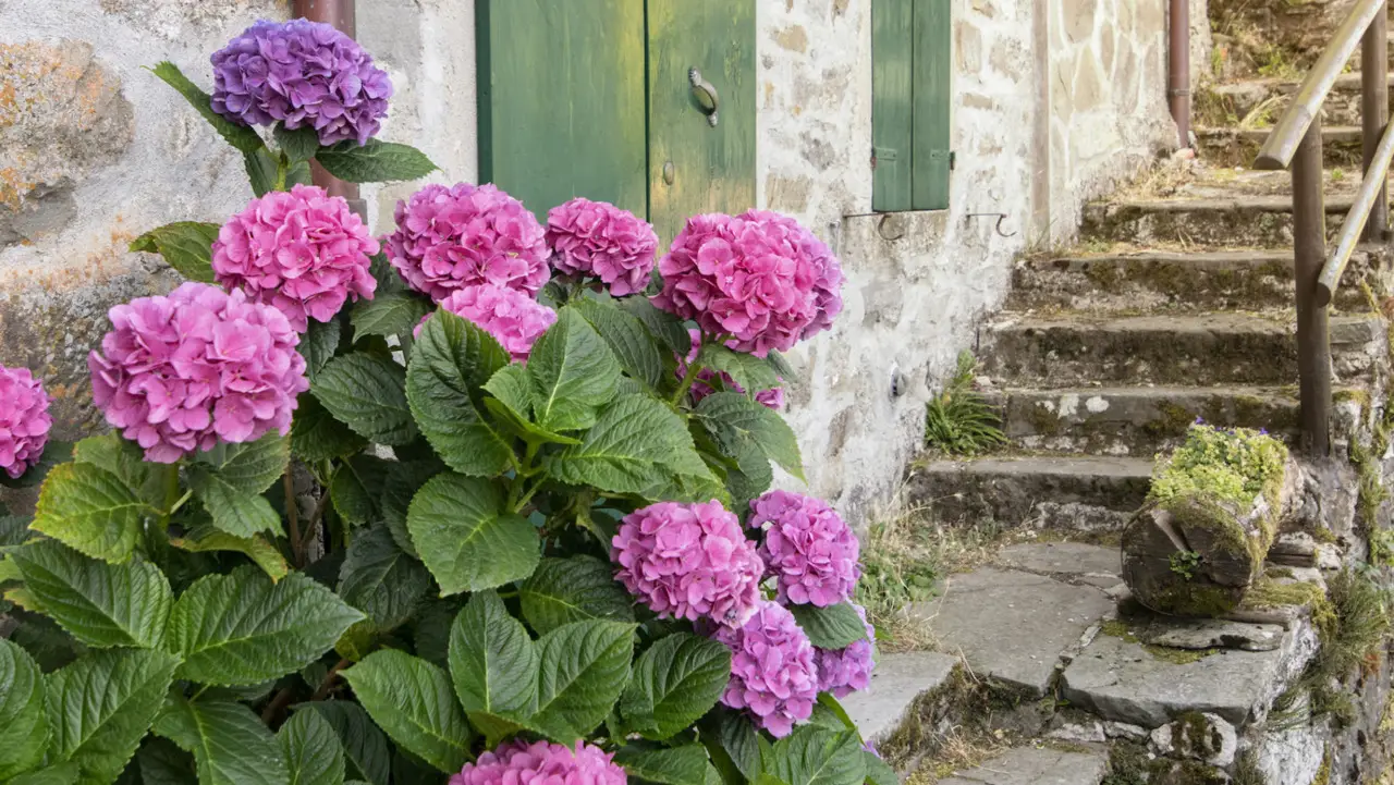 Come proteggere le ortensie dal ritorno del freddo con metodi semplici ed efficaci Come proteggere le ortensie dal ritorno del freddo con metodi semplici ed efficaci
