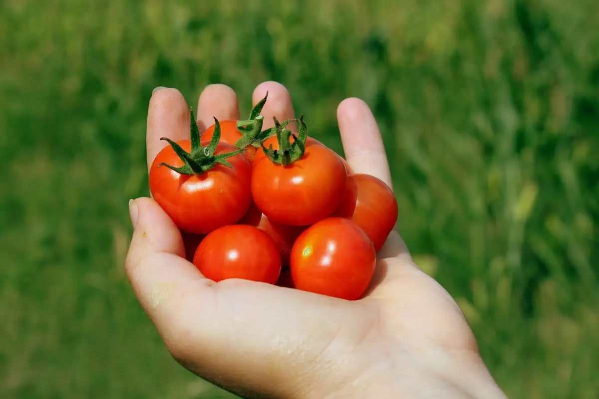 Scopri perché alcuni pomodori peggiorano i sintomi dell’artrite reumatoide Scopri perché alcuni pomodori peggiorano i sintomi dell’artrite reumatoide