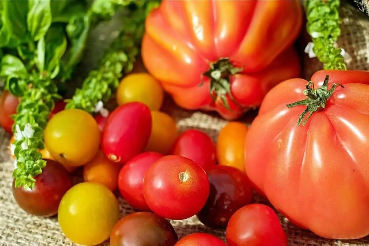 Scopri perché alcuni pomodori peggiorano i sintomi dell’artrite reumatoide Scopri perché alcuni pomodori peggiorano i sintomi dell’artrite reumatoide
