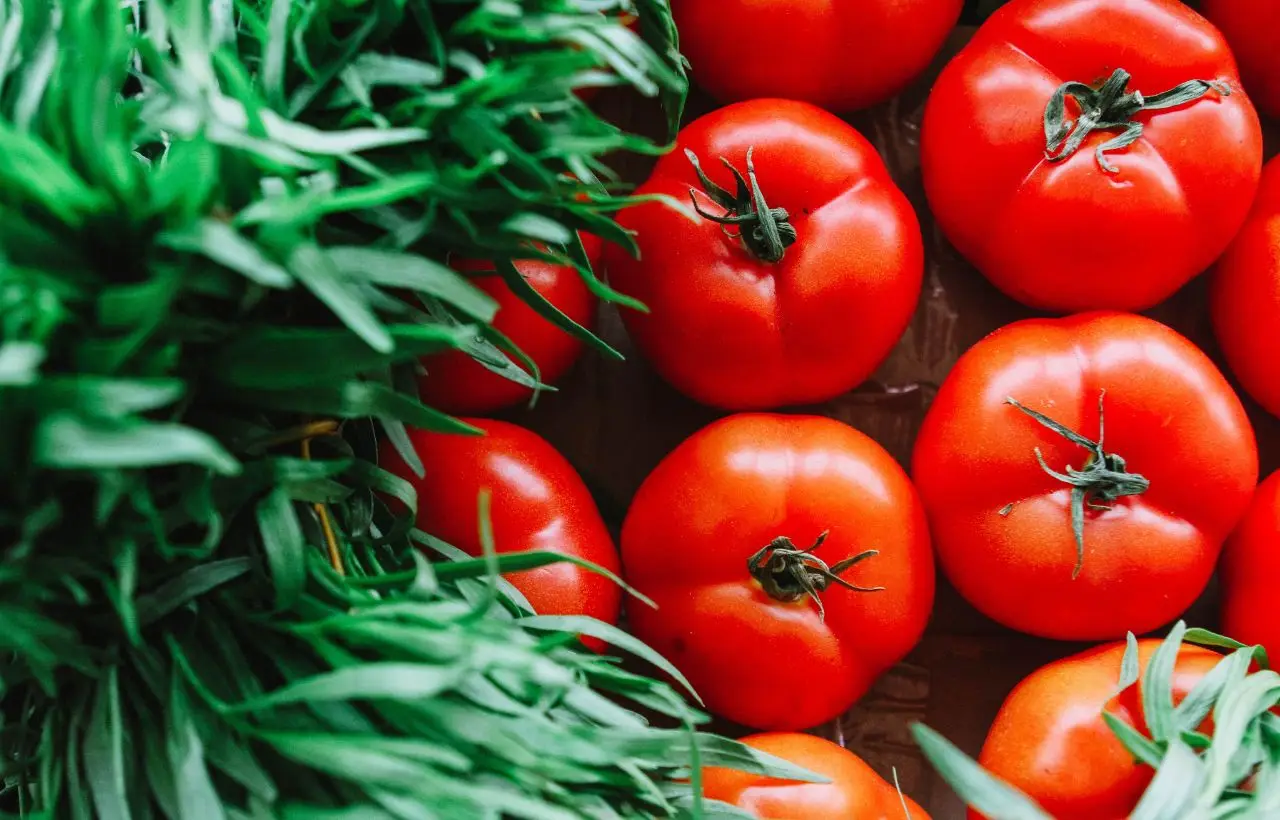 Scopri perché alcuni pomodori peggiorano i sintomi dell’artrite reumatoide Scopri perché alcuni pomodori peggiorano i sintomi dell’artrite reumatoide