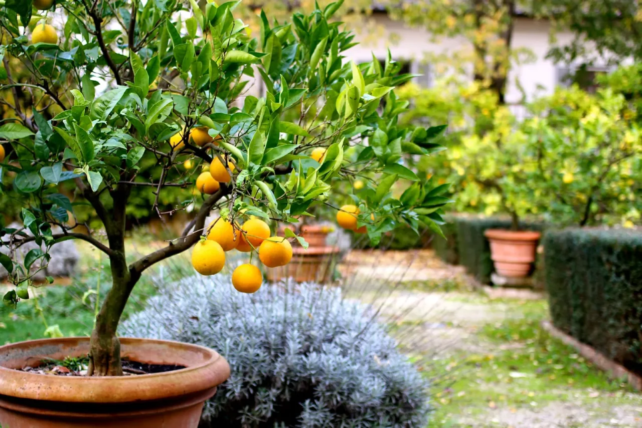Attenzione agli agrumi nel giardino: perché possono favorire la presenza dei topi Attenzione agli agrumi nel giardino: perché possono favorire la presenza dei topi