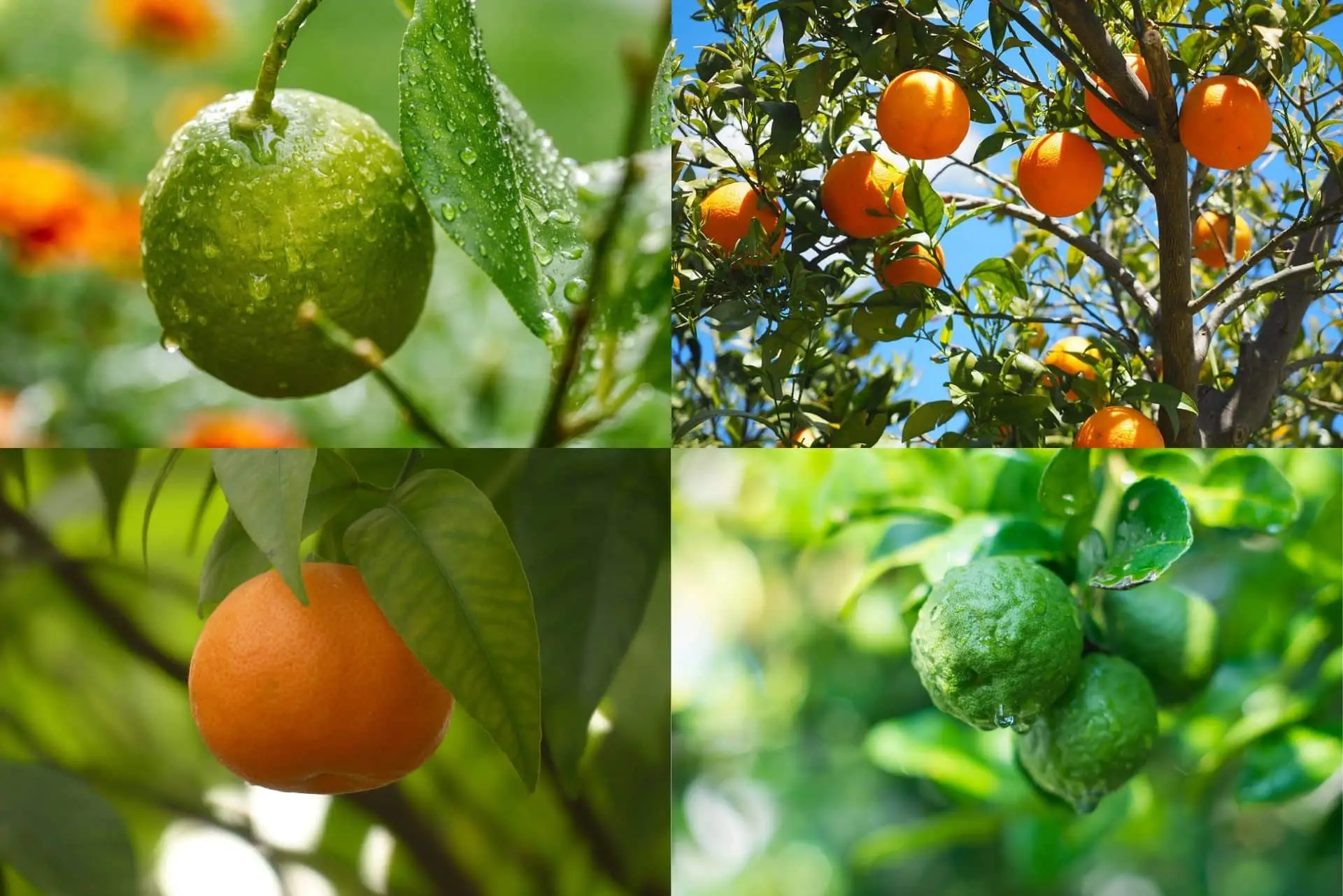 Attenzione agli agrumi nel giardino: perché possono favorire la presenza dei topi Attenzione agli agrumi nel giardino: perché possono favorire la presenza dei topi