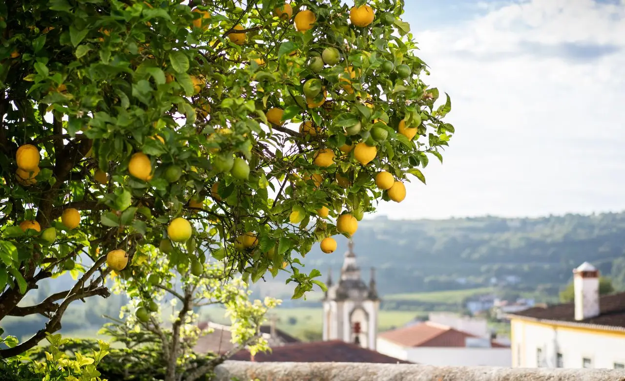 Attenzione agli agrumi nel giardino: perché possono favorire la presenza dei topi Attenzione agli agrumi nel giardino: perché possono favorire la presenza dei topi