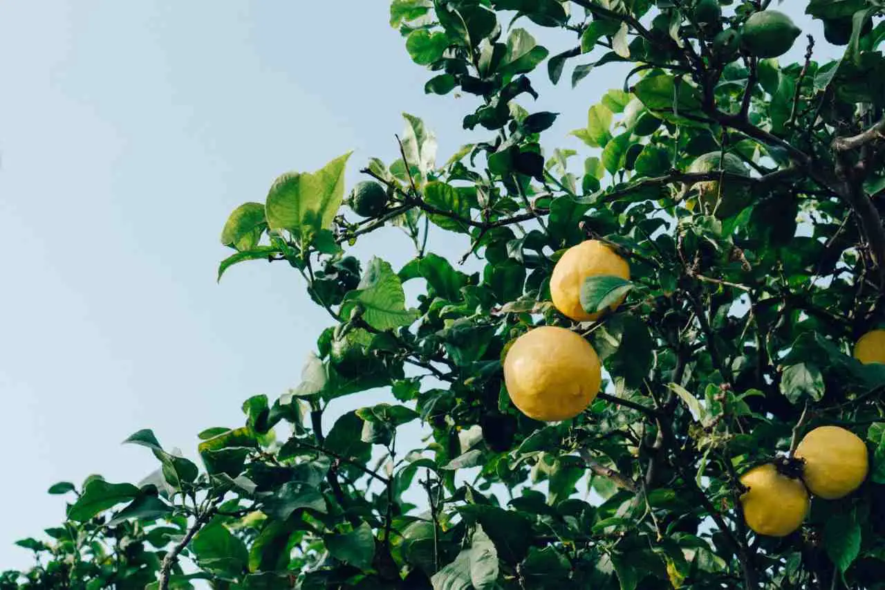 Attenzione agli agrumi nel giardino: perché possono favorire la presenza dei topi Attenzione agli agrumi nel giardino: perché possono favorire la presenza dei topi