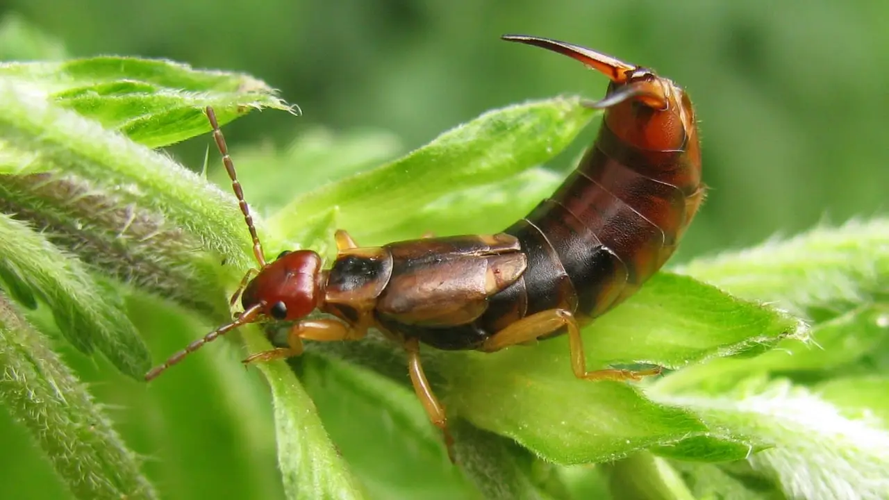 Attenzione a queste piante ornamentali: possono attirare insetti pericolosi nel tuo giardino Attenzione a queste piante ornamentali: possono attirare insetti pericolosi nel tuo giardino